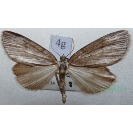 Pachycnemia hippocastanaria (Hübner, 1799) Płazik wrzosowiak Czech4g